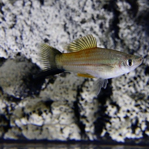 Xiphophorus helleri - Streifenschwertträger grün ML